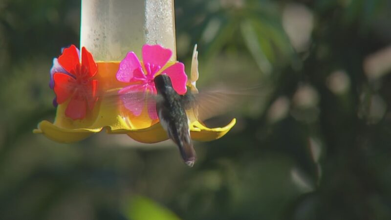 Observação de aves atrai turistas e famílias para a região de Piedade