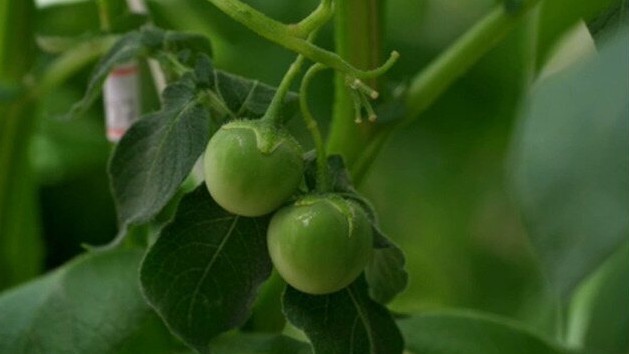 ‘Tomatinhos’ no pé de batata? Entenda fenômeno que assustou produtor em MG