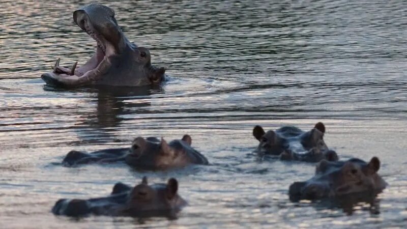 Por que governo da Colômbia vai sacrificar 80 hipopótamos de Pablo Escobar