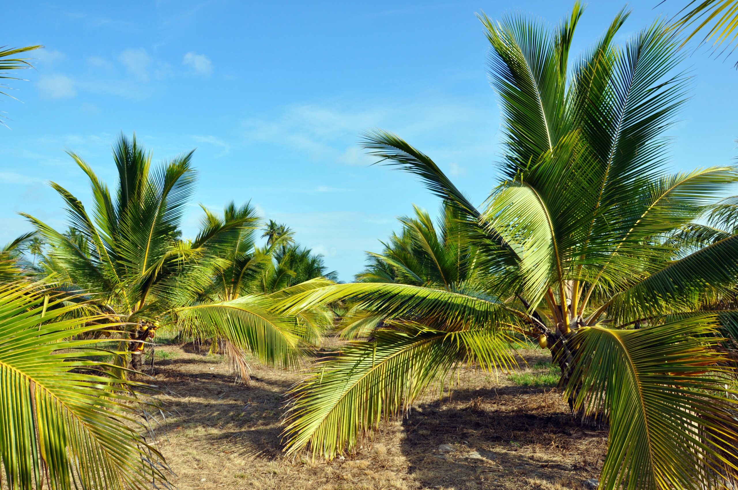 Veja dicas sobre o plantio de coco anão