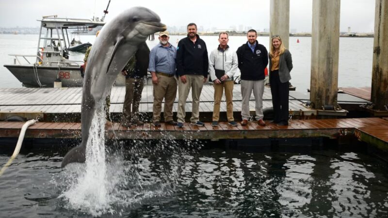 Como os EUA usam golfinhos e leões-marinhos ‘espiões’ em missões militares