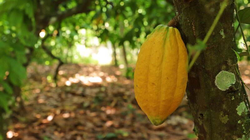 Veja dicas para o cultivo e poda do cacau