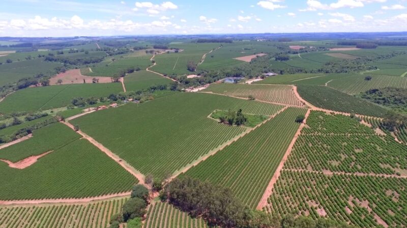 Entenda como a USP apura, em Piracicaba, o principal indicador do preço comercial do café do Brasil