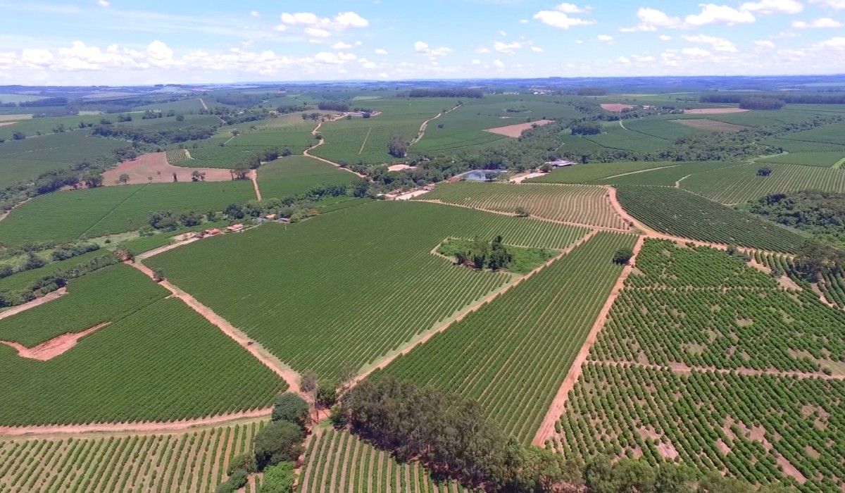 Entenda como a USP apura, em Piracicaba, o principal indicador do preço comercial do café do Brasil