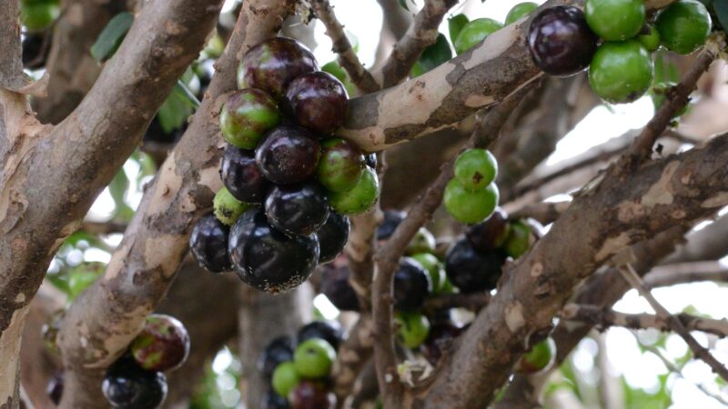 Por que a jabuticaba sempre aparece entre as melhores frutas do mundo? Veja o que ela tem de especial