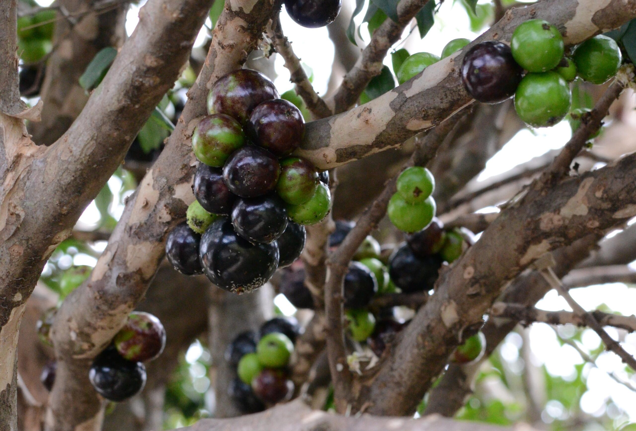 Por que a jabuticaba sempre aparece entre as melhores frutas do mundo? Veja o que ela tem de especial