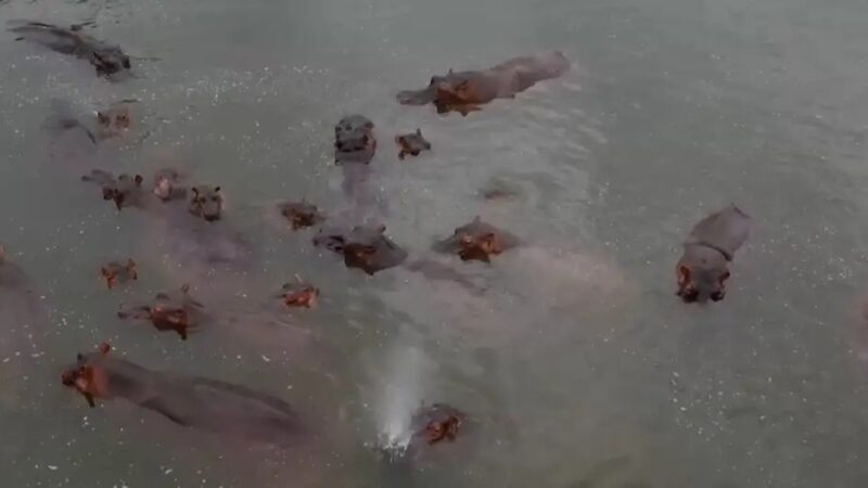 Magnata indiano quer impedir a morte de 80 hipopótamos de Pablo Escobar na Colômbia