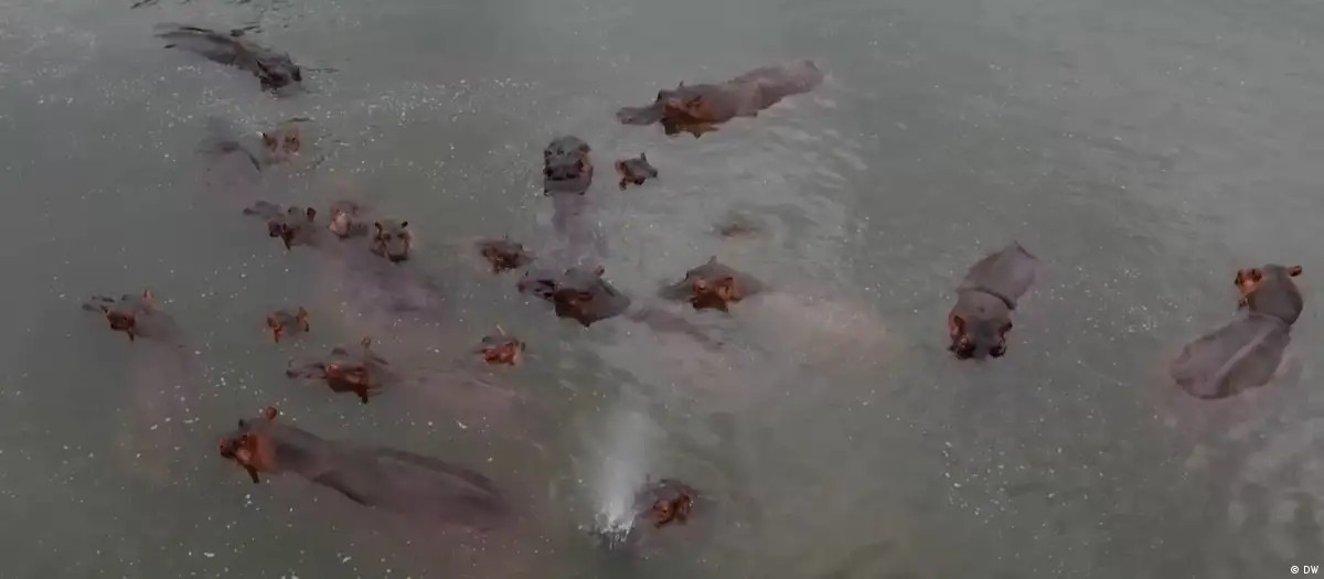 Magnata indiano quer impedir a morte de 80 hipopótamos de Pablo Escobar na Colômbia