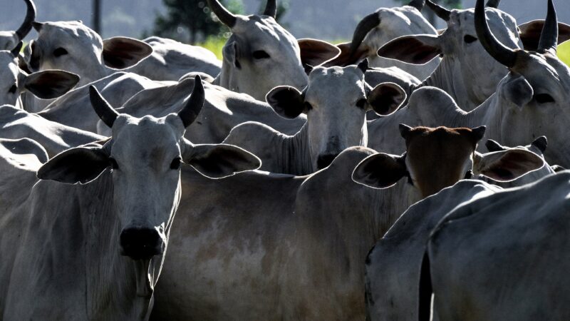 Agro brasileiro abre mercados para 29 produtos em 9 países nos primeiros dias de abril