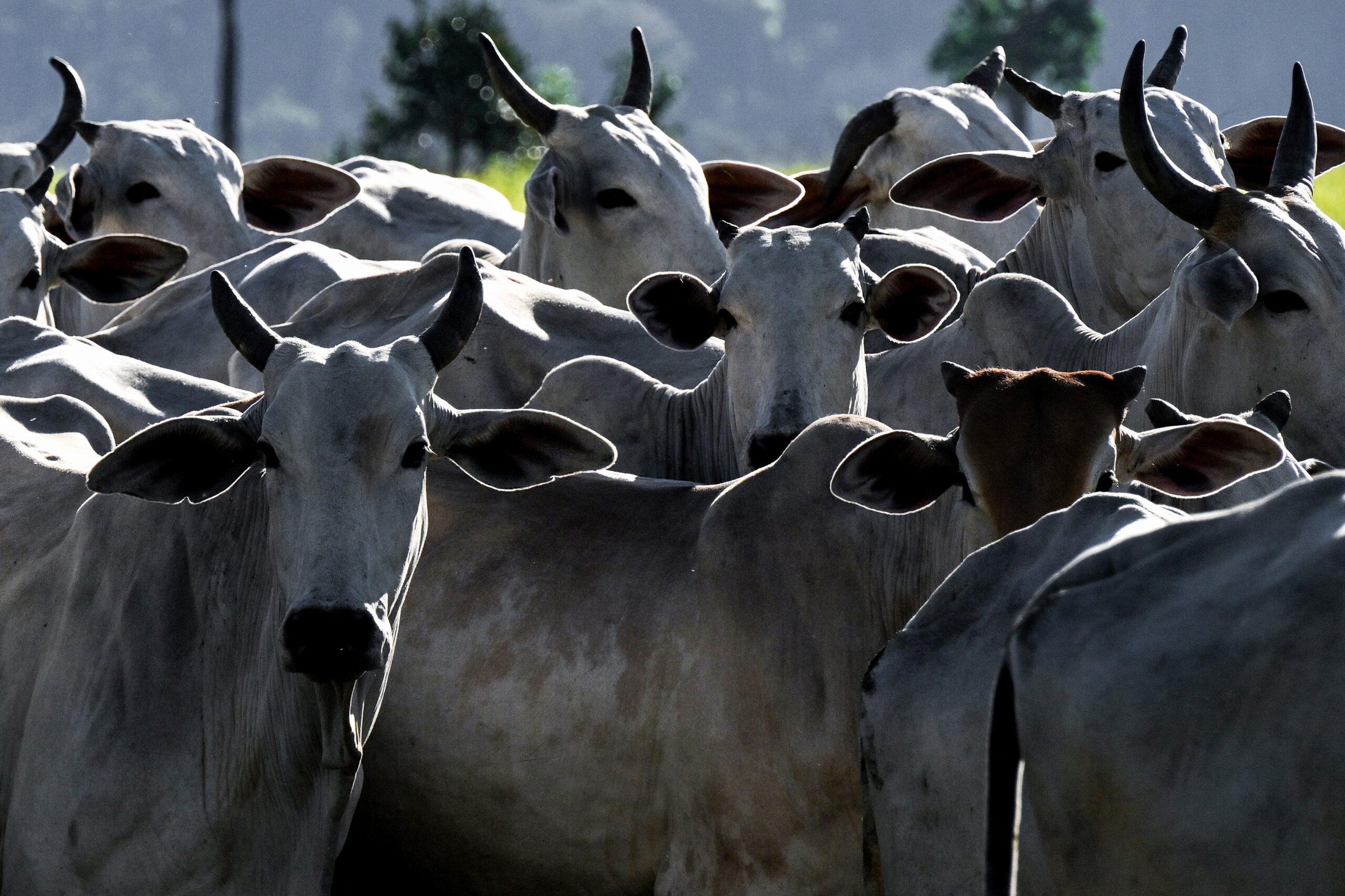 Agro brasileiro abre mercados para 29 produtos em 9 países nos primeiros dias de abril