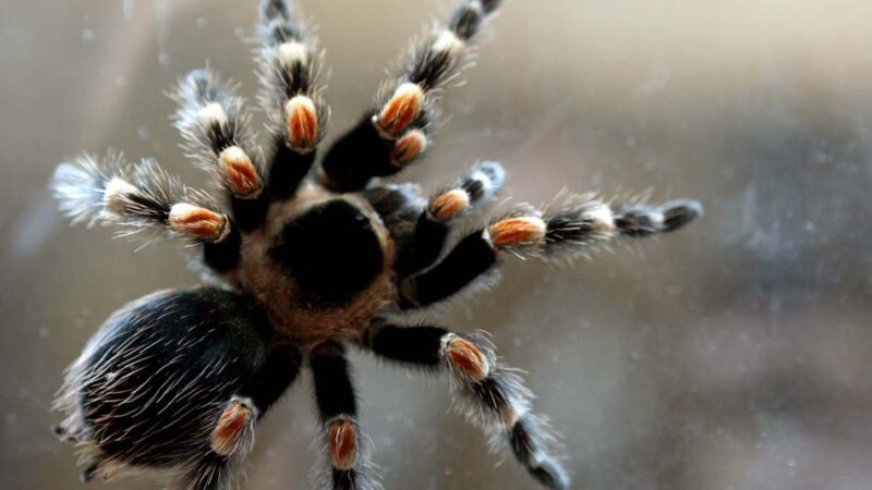 Mulher esquece pacote com 20 tarântulas em trem na Alemanha