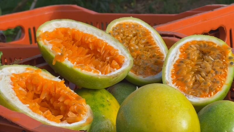 Maracujá no interior de SP: produtores usam técnica própria para driblar preço baixo e clima