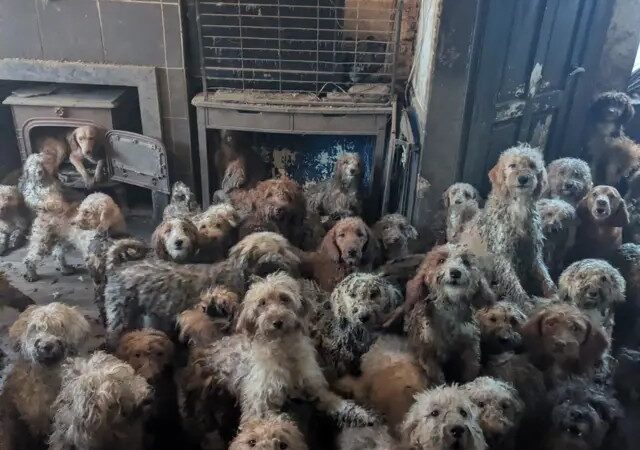 A chocante imagem de 250 cães resgatados em sala de casa no Reino Unido: ‘Eles agora estão muito bem’