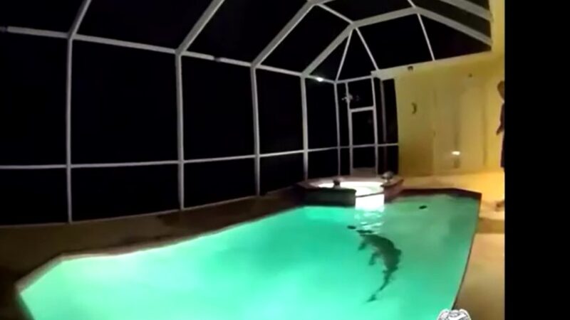 VÍDEO: Com a ajuda de ‘caçador de jacarés’, polícia resgata animal de piscina nos EUA
