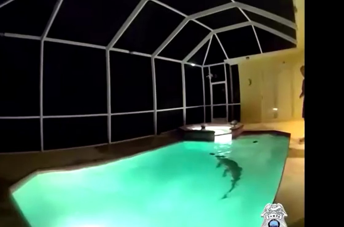 VÍDEO: Com a ajuda de ‘caçador de jacarés’, polícia resgata animal de piscina nos EUA