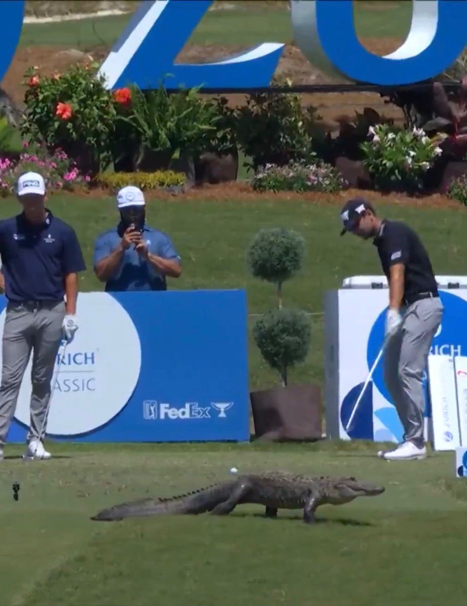 Jacaré “invade” campo e passeia entre golfistas durante torneio nos Estados Unidos