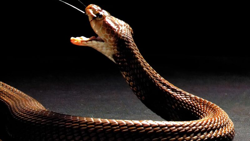 Turista morre após cobra entrar em calça e picá-lo em show de encantador de serpentes no Egito