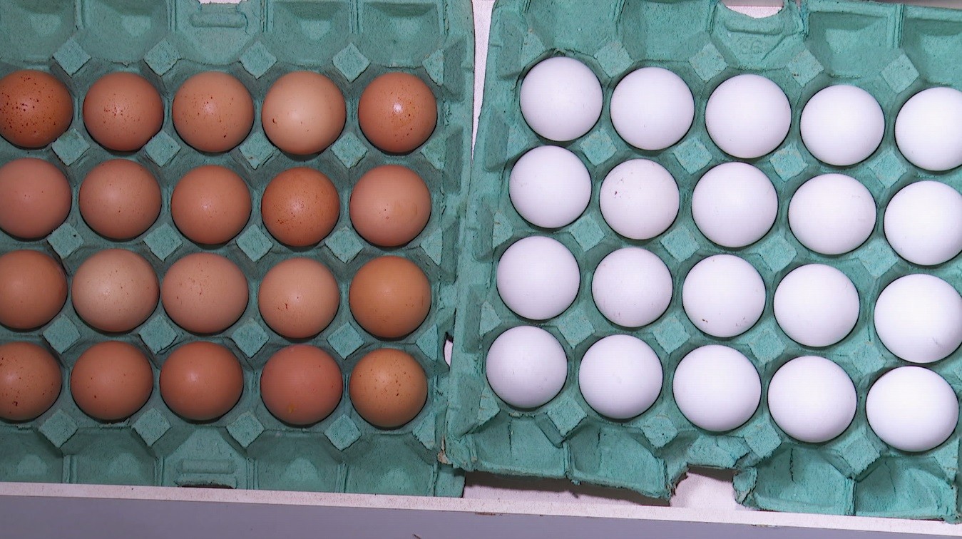 Preço dos ovos na quaresma é o menor dos últimos três anos em polo produtor de SP, aponta USP