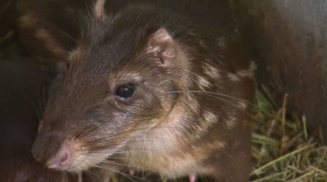 Criação de pacas para produção de carne exige autorização ambiental; investimento pode chegar a R$ 400 mil