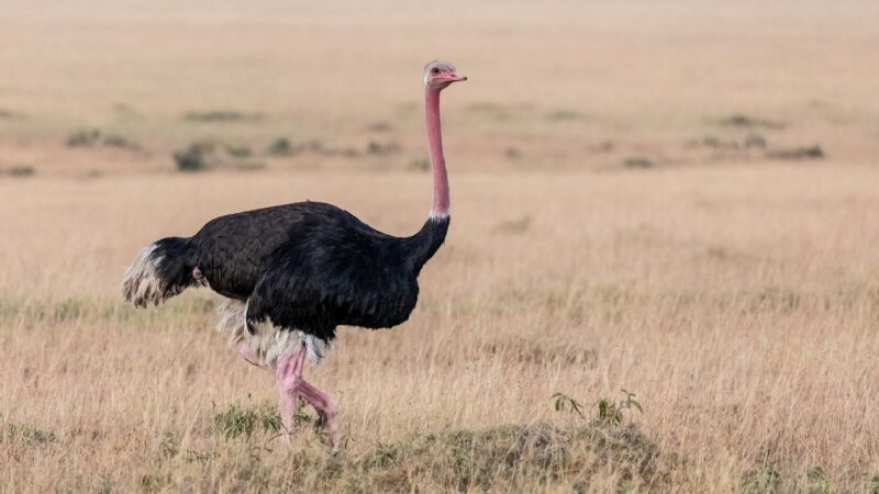 Ovo de R$ 150 e couro mais caro que o de boi: produtor lucra com mercado de avestruz no Brasil