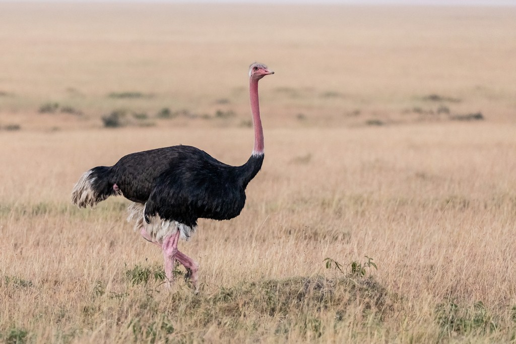 Ovo de R$ 150 e couro mais caro que o de boi: produtor lucra com mercado de avestruz no Brasil