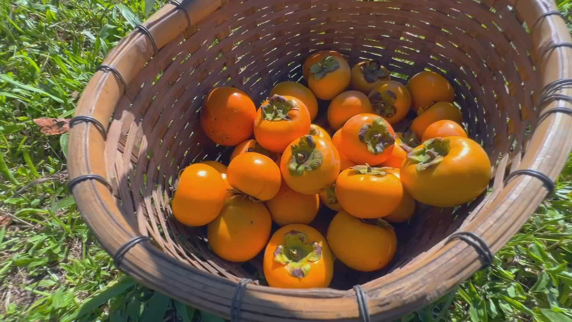 Safra de caqui no interior de SP tem ‘colha e pague’ e tradição de 70 anos