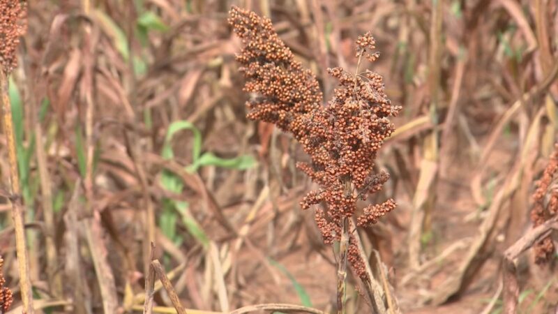 Produtores do noroeste paulista apostam no sorgo como alternativa após a colheita da soja