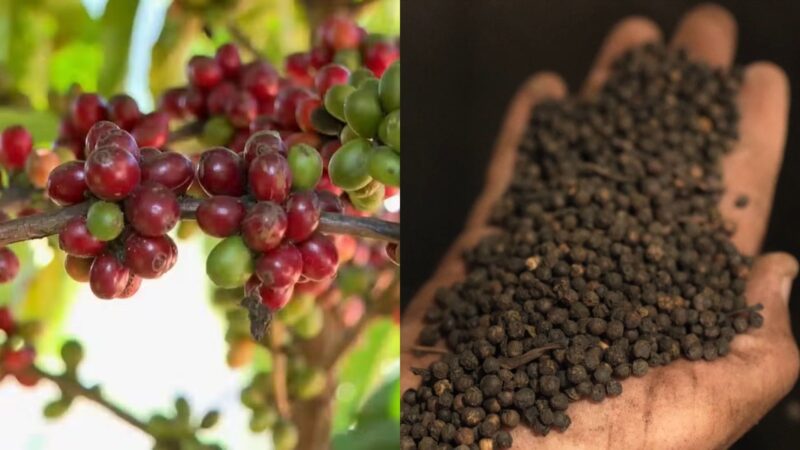 Guerra no Oriente prejudica exportações de pimenta e café, e produtores têm dificuldade de negociar produtos