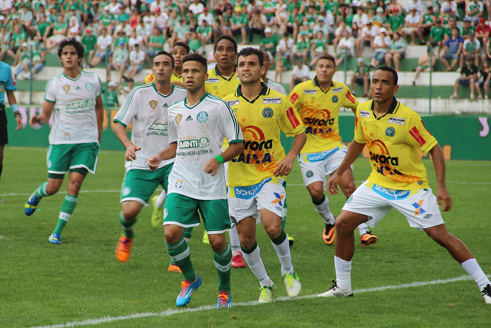 Líder x lanterna: Palmeiras leva vantagem em histórico contra a Chapecoense