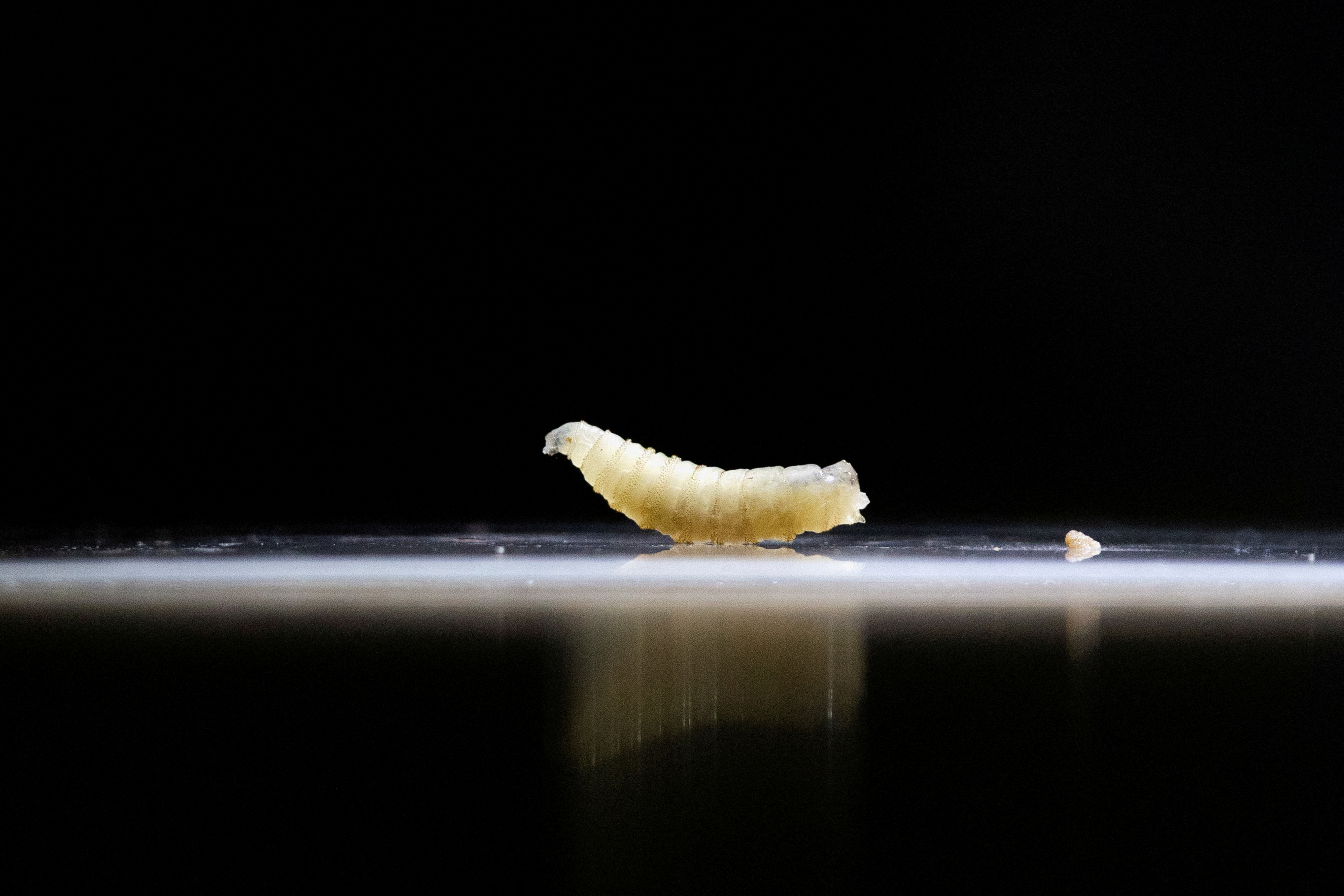 Larva que come animais vivos e pode matar vira motivo de alerta após ser encontrada perto dos EUA