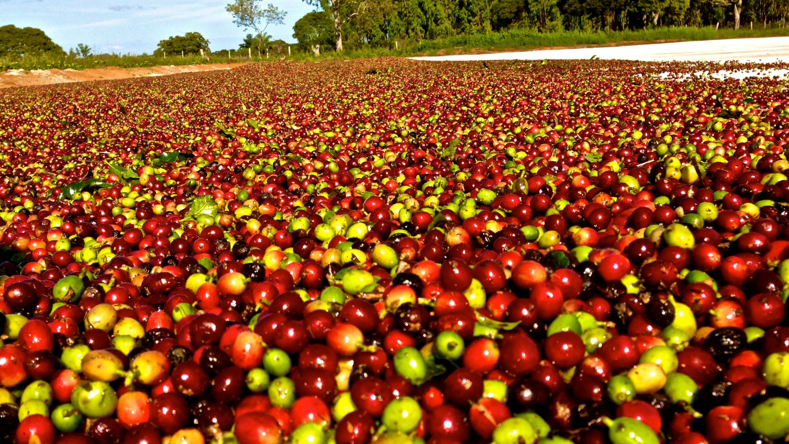 Exportações globais de café crescem, mas embarques do Brasil recuam 16,8%