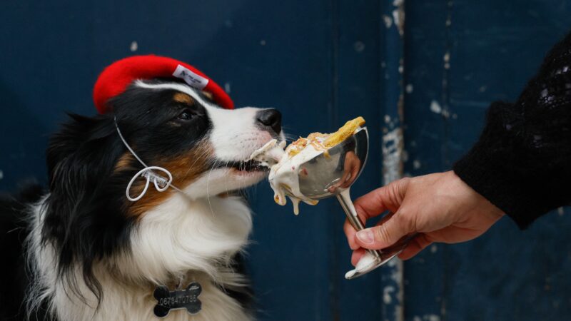 Croissant para cachorro? Mercado pet avança no luxo, com cafés exclusivos e doces gourmet de até R$ 30