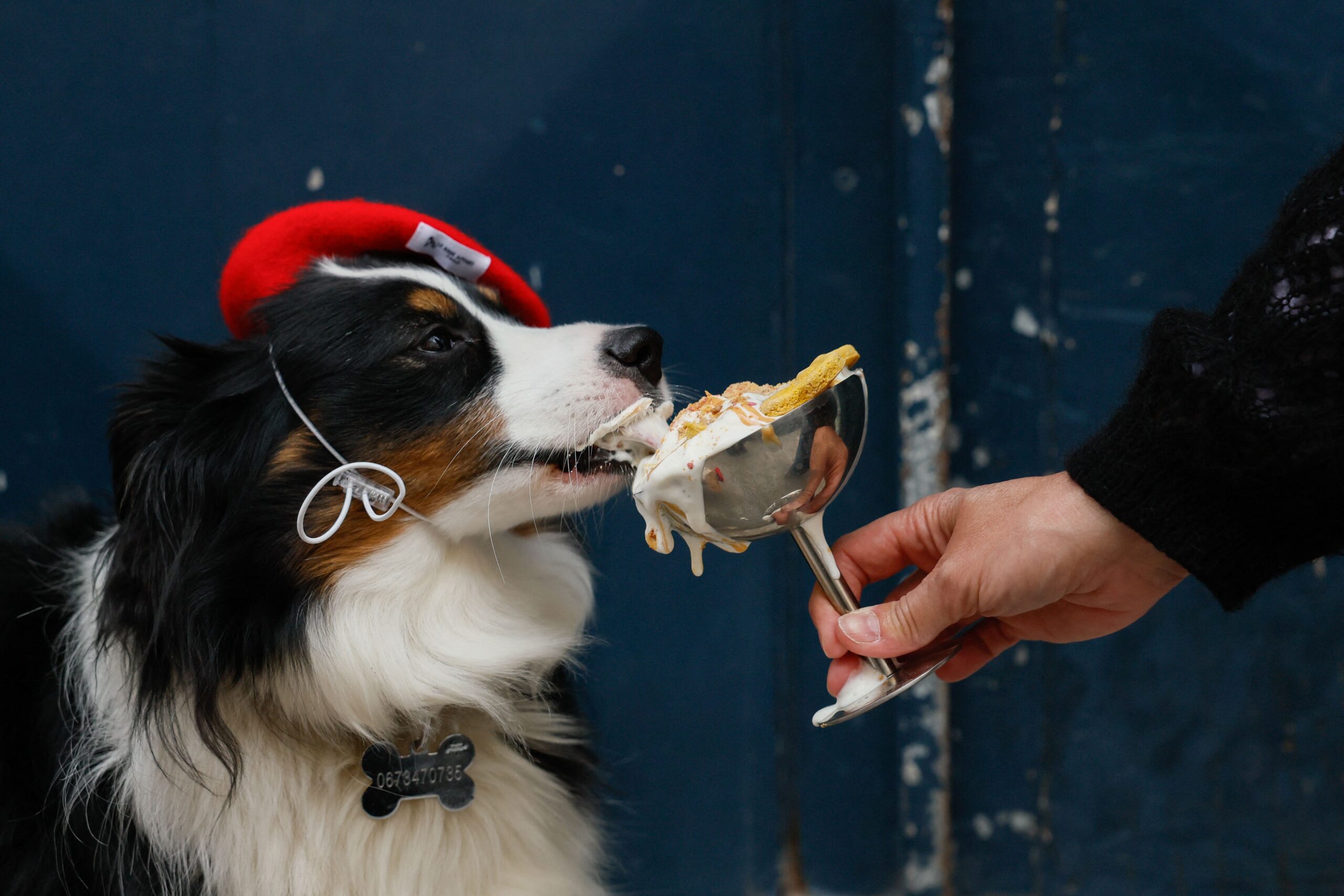 Croissant para cachorro? Mercado pet avança no luxo, com cafés exclusivos e doces gourmet de até R$ 30