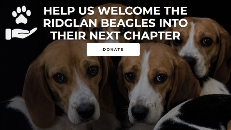 Cães da raça beagle são resgatados por ativistas de centro de pesquisa nos EUA
