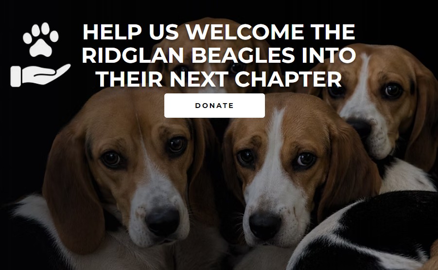 Cães da raça beagle são resgatados por ativistas de centro de pesquisa nos EUA