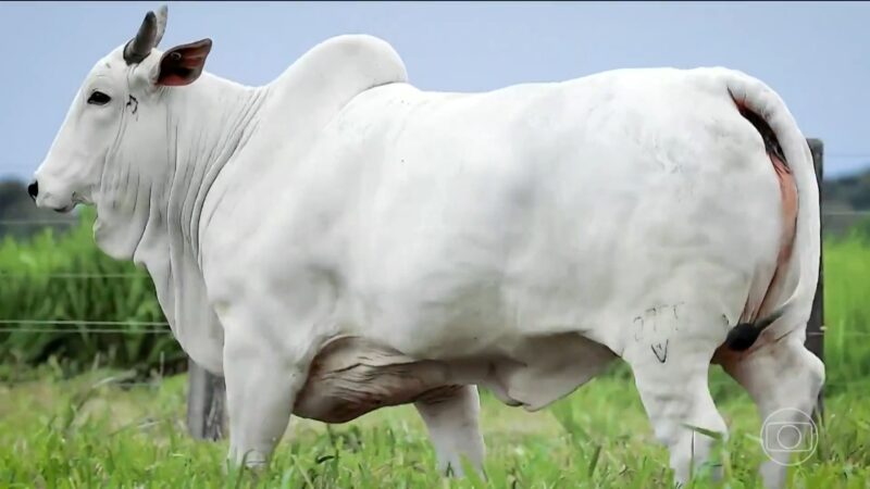 Vaca superfértil no MT produz 12 vezes mais células reprodutivas que uma fêmea comum
