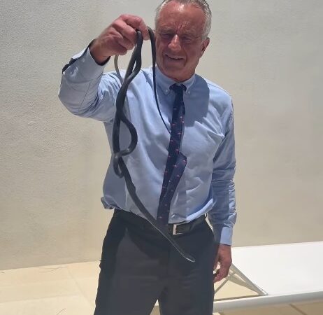 VÍDEO: Robert Kennedy Jr, secretário de Trump, pega cobras com as mãos e é picado
