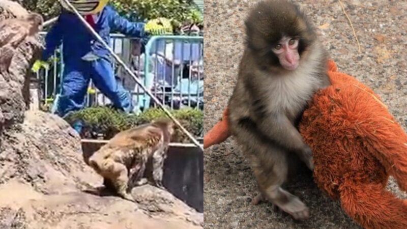 Macaco Punch: americano fantasiado é preso após invadir área restrita e tentar se aproximar do filhote