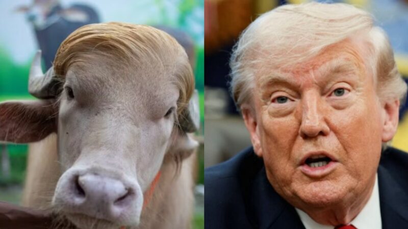 Búfalo que ficou famoso por se parecer com Trump escapa de sacrifício e irá para zoológico