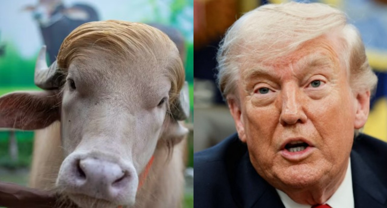 Búfalo ‘Donald Trump’ vira celebridade por semelhança com presidente dos EUA