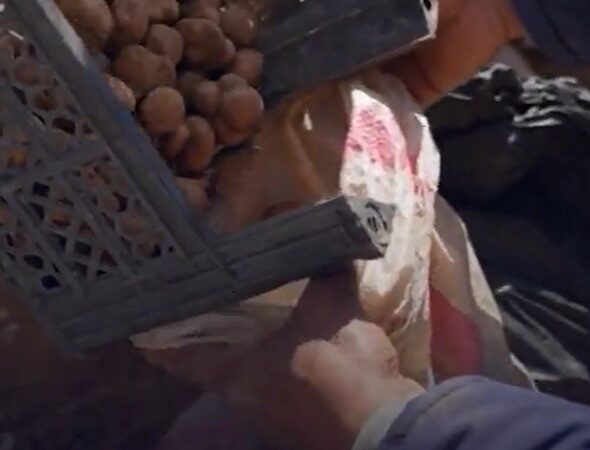 ‘Iguarias banhadas em sangue’: caçadores de trufas arriscam a vida em meio a minas terrestres na Síria