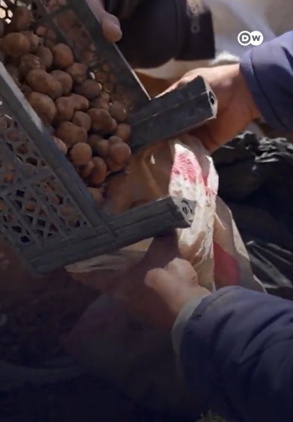 ‘Iguarias banhadas em sangue’: caçadores de trufas arriscam a vida em meio a minas terrestres na Síria