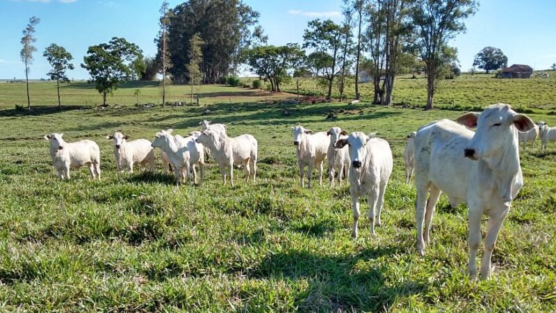 Como a mudança nos hábitos de consumo da China pode ajudar a proteger a floresta amazônica
