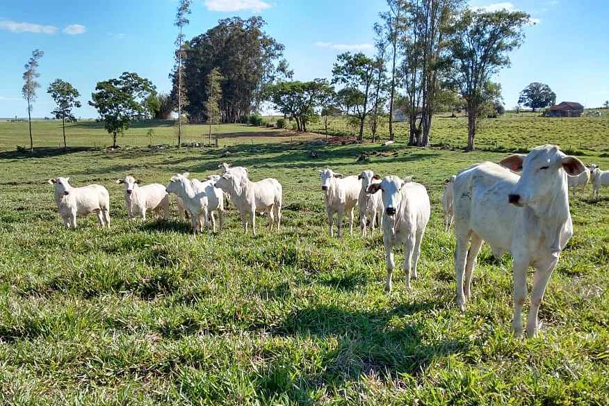 Como a mudança nos hábitos de consumo da China pode ajudar a proteger a floresta amazônica