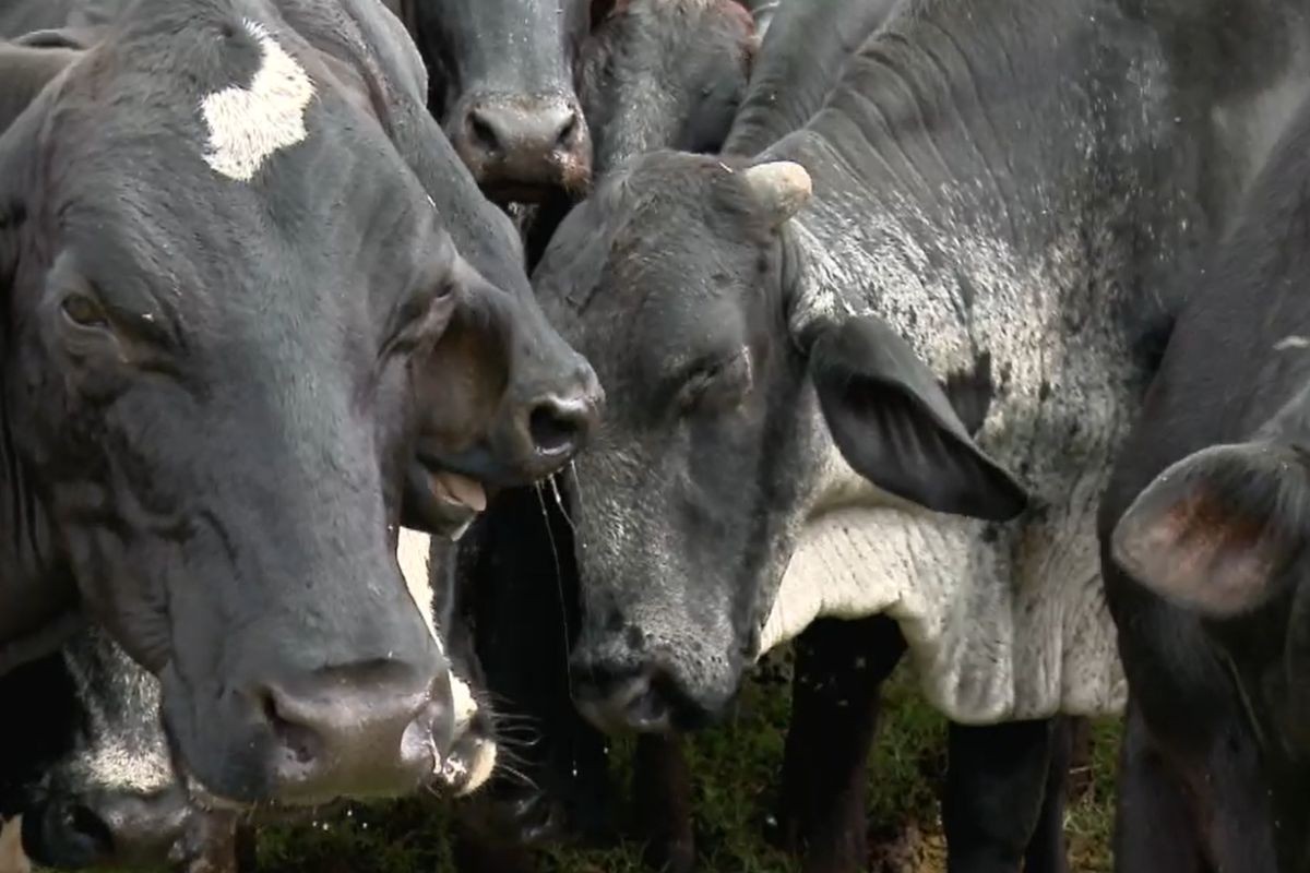 Estresse causado por moscas reduz produção de leite e gera prejuízo a produtores em MS