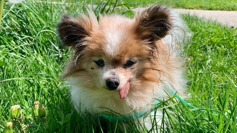 Cachorro ‘mais velho do mundo’ morre aos 30 anos na França