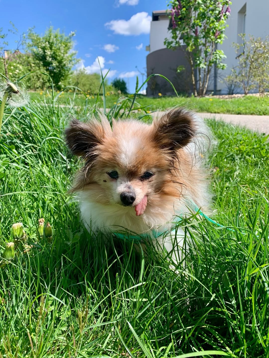 Cachorro ‘mais velho do mundo’ morre aos 30 anos na França