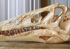 Alemanha vai devolver crânio de dinossauro levado ilegalmente do Brasil