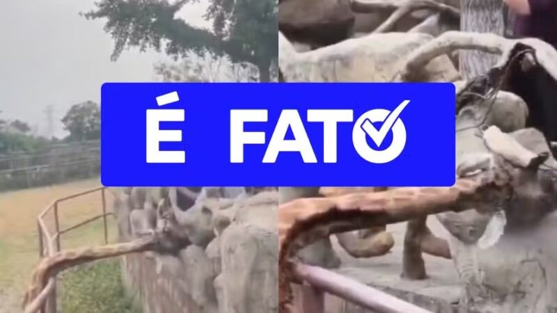 É #FATO: Cena de girafa com pescoço entalado em zoológico na China não é inteligência artificial