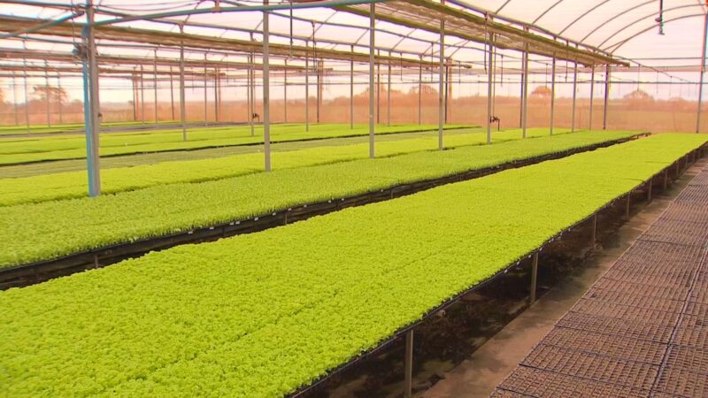 Tecnologia e gestão transformam agro no Noroeste Paulista